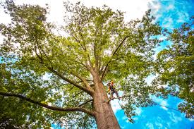 Tree and Shrub Care in Bethel, NC