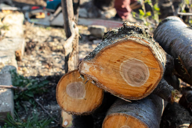 Bethel, NC Tree Services Company